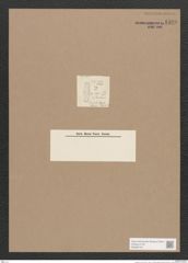 Navicula sp. (de-Toni-Nr.: Genus 1) Zeichnungen Sammlung Grunow Nr. 1598 (NHMW-BOT-W0368143)